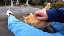 I took photos of stray cats living in Japan.34