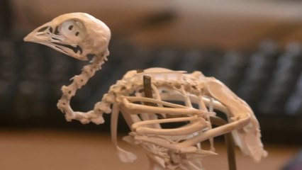 Sciences - Quand la nature inspire la science