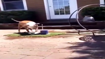 Köpeğin su içme çabası güldürdü!