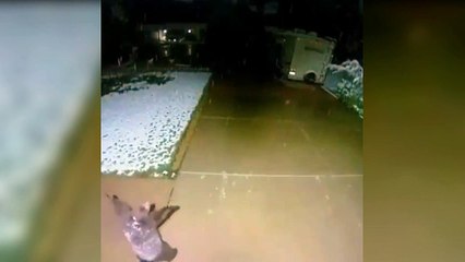 BEAR ENJOYING SNOW LOOKING SUBERB