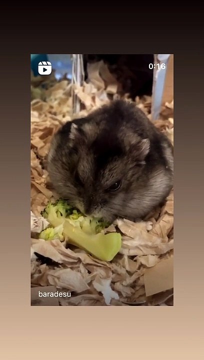 hamster