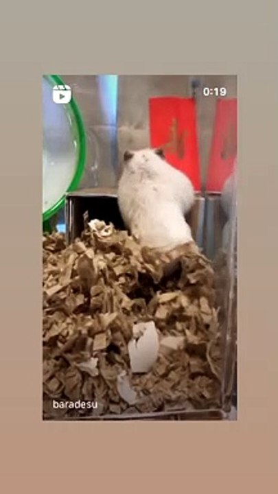 hamster
