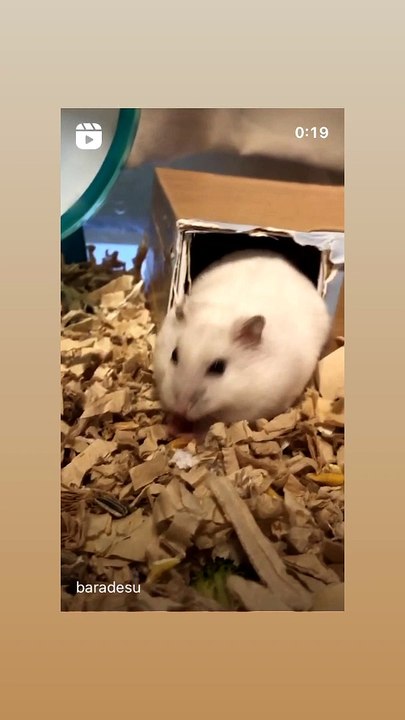 hamster