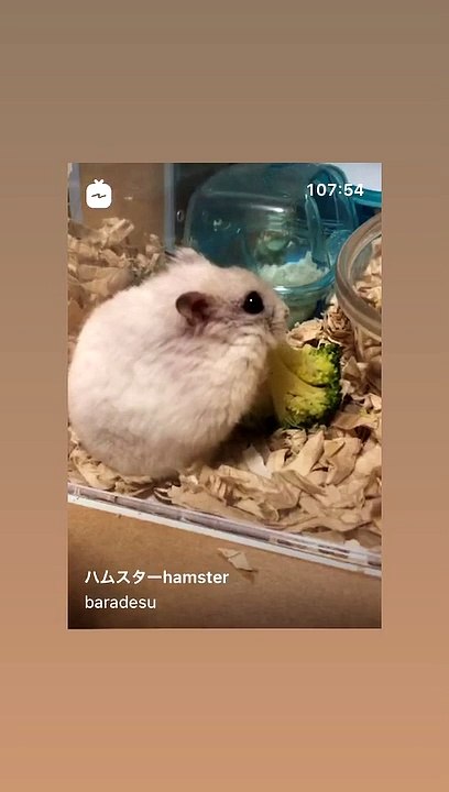 hamster
