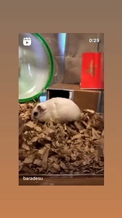 hamster