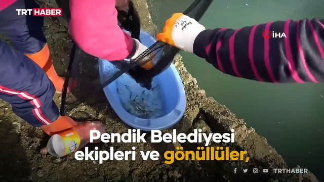 Kuruyan barajdaki balıkları kurtarmak için zamanla yarıştılar
