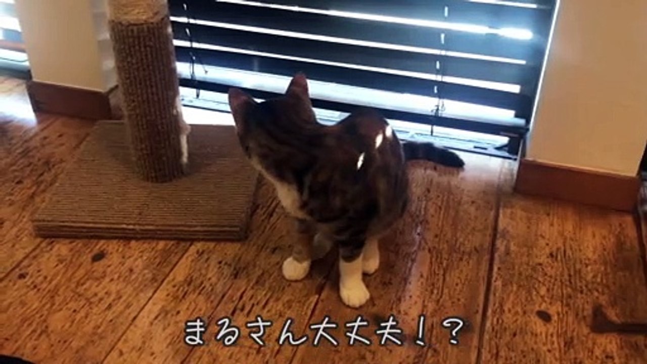 【12月ベスト！】キジ三毛猫のかわいい動画１５選【2020/12】【第２回】