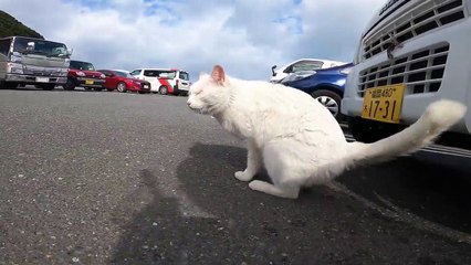 I took photos of stray cats living in Japan.35