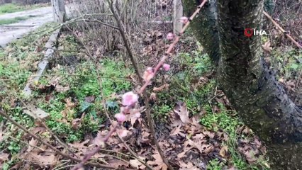 Kaz Dağları eteklerindeki şeftali ağacı çiçek açtı