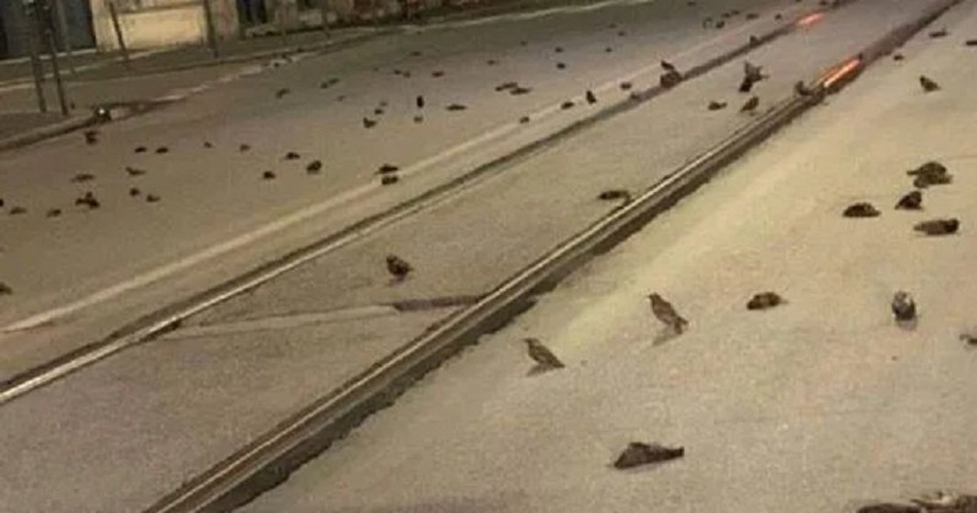 Italie : les rues de Rome jonchées d'oiseaux, morts de peur à cause des feux d'artifice tirés pendant le nouvel an