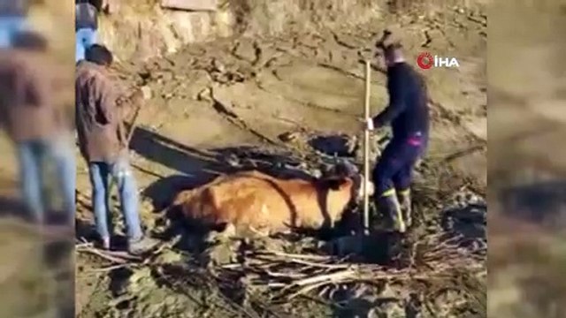 Bingöl’de çamura saplanan inek kurtarıldı