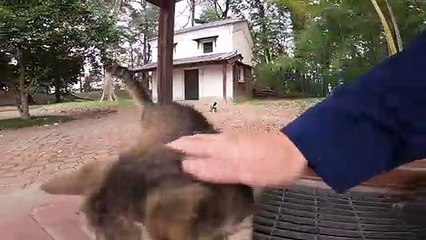 I took photos of stray cats living in Japan.36