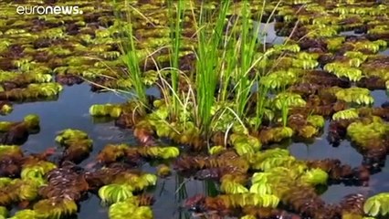Seekühe in Kamerun leiden unter grüner Invasion. Können Käfer helfen?