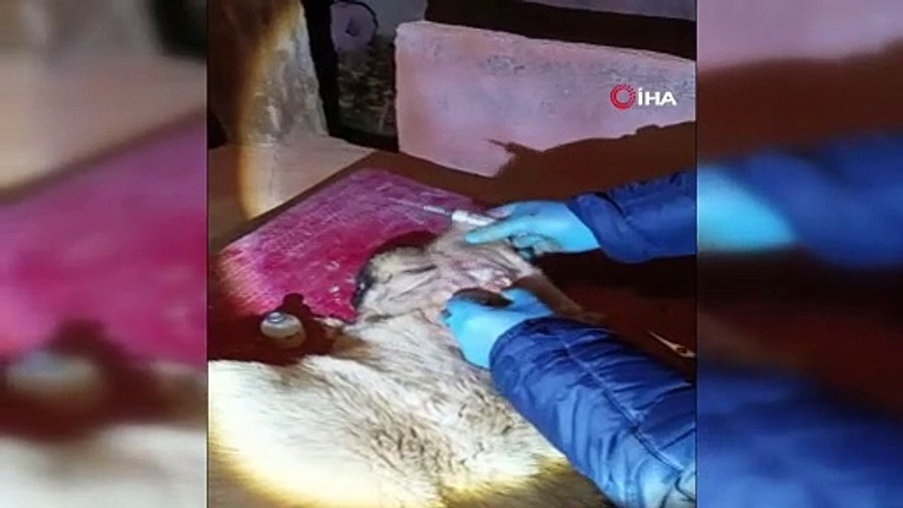 Kimliği belirsiz kişilerce yaralanan köpek vatandaşların uğraşıyla kurtarıldı
