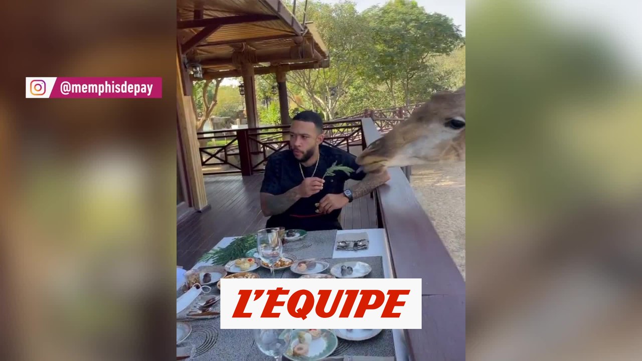 Quand Memphis Depay déjeune avec une girafe - Foot - WTF