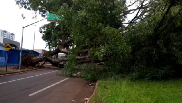Queda de árvore interdita trecho da Rua Marechal Cândido Rondon, no Bairro Cancelli
