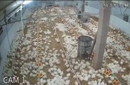 Reaction of chickens from a poultry farm to an earthquake accompanied by theme music