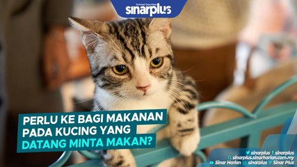 Bila kucing, burung datang dekat pada kita, itu tandanya...⁣⁣⁣