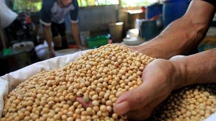 Ini Alasan Kenapa Negara Indonesia Masih Impor Kedelai