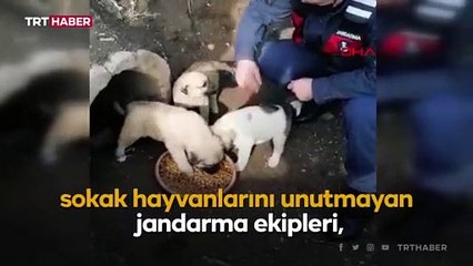 Jandarma sokak hayvanlarını elleriyle besledi