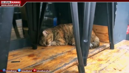 Muş'ta sokak hayvanları unutulmadı