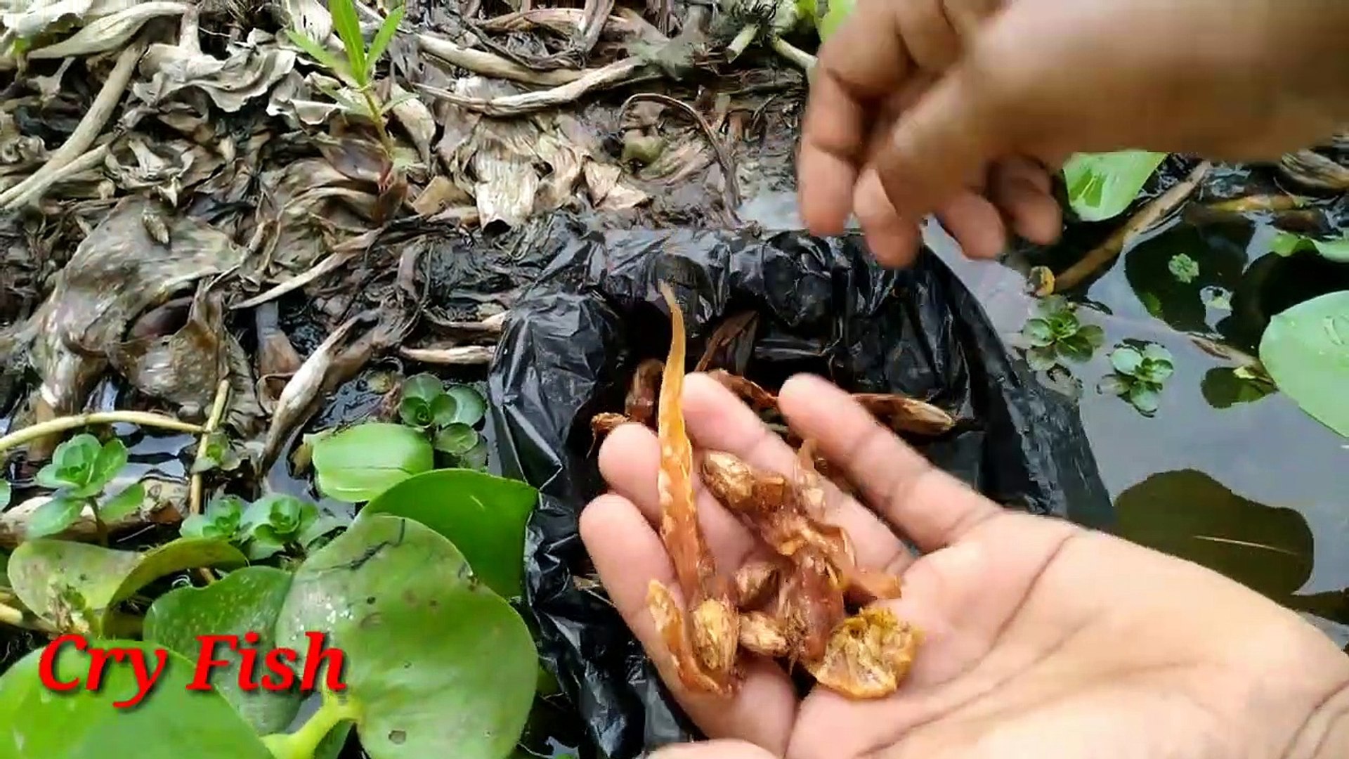 Silent Fishing Method. Fishing With Cry Fish.  Primitive Fishing in Village area.