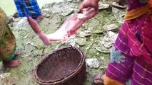 Large fishing in rural areas by using different techniques of nets_জালের কৌশল প্রয়োগ করে বড়ো মাছ ধরা