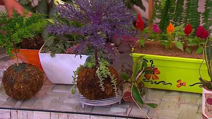 bd-aprenda-a-cuidar-sus-plantas-en-verano-040121