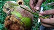 Best Fishing With Coconut _ Amazing Fishing Trap In Village Areas.