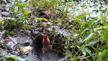 Traditional Village Fishing... Catfish Catch With Frog _ Popular Fishing Trap.