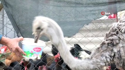 Emekli Çiftçi Veysel Efe “Ali Baba’nın Çiftliğini” Balıkesir’de Kurdu