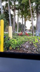 Florida Woman Hangs onto Car Hood