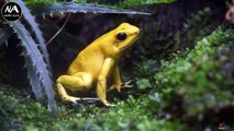 दुनिया के सबसे खतरनाक जहरीले मेंढक | Dangerous And Poisonous Frogs | News Alfa