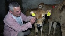 Yeni Yılın İlk Buzağılarına Kovid-19 Aşısını Bulan Uğur Şahin ve Özlem Türeci'nin İsimlerini Verdi