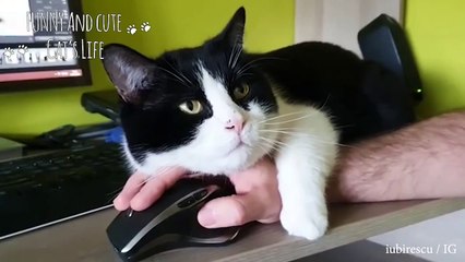 Life will be busier when have a cat, but it's wonderful Life  - Cat annoying owner by funny actions