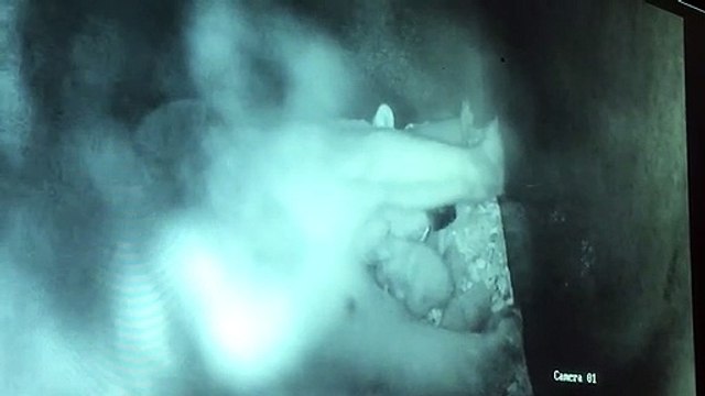 Haut-Rhin : naissance rarissime d'un ours polaire au zoo de Mulhouse