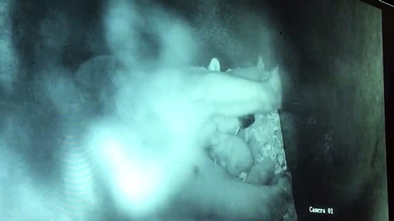 Haut-Rhin : naissance rarissime d'un ours polaire au zoo de Mulhouse