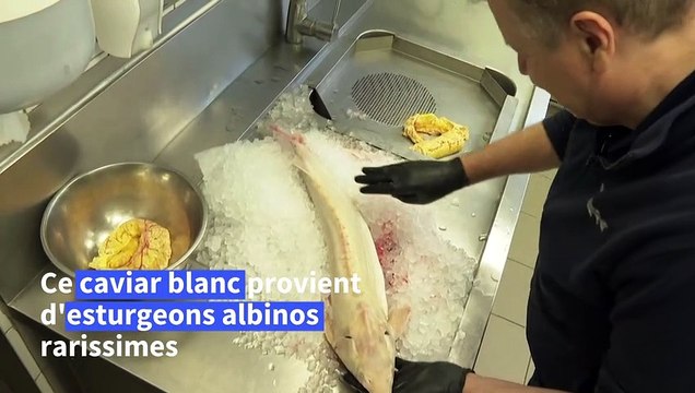 Le caviar blanc, un mets hors de prix issu d'esturgeons albinos rarissismes
