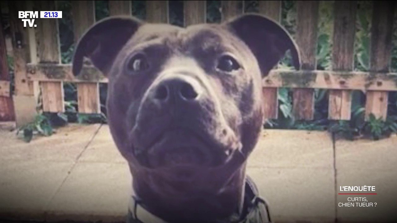 "À la maison, il mettait les chiens en cage, il les laissait dans leurs excréments": L'accusation d'un proche de Christophe Ellul, contestée par l'avocat du compagnon d'Elisa Pilarski