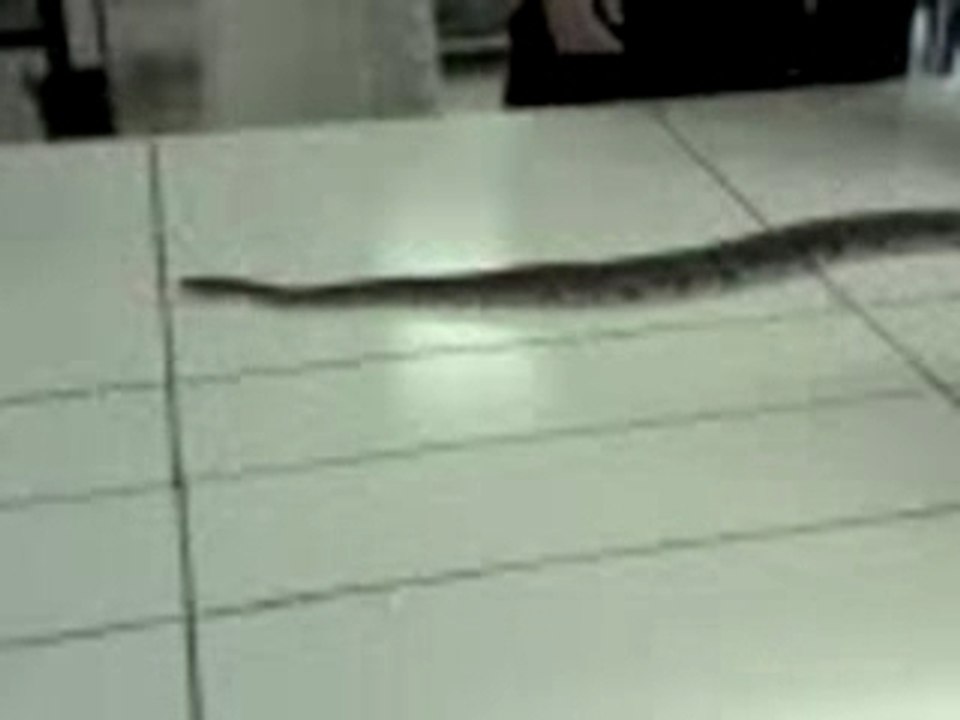 Python lycée
