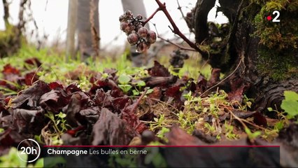 Champagne : les propriétaires de maisons de champagne durement touchés par la crise sanitaire