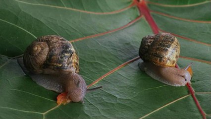 Snail Farmers Struggle with Surplus After a Slow 2020