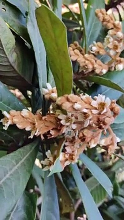 Honey bee Feeding