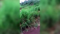 Moradora reclama de mato alto em terrenos no Bairro Gralha Azul; cobras, aranhas e escorpiões já foram vistos