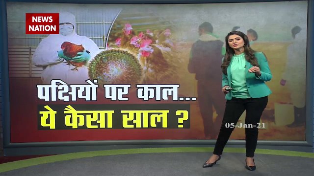 Bird Flu: 1,800 migratory birds found dead in Himachal