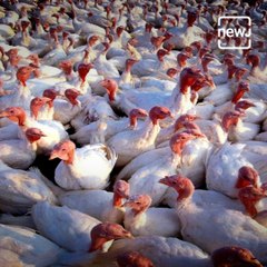 Download Video: Myths Vs Facts Of Bird Flu Or Avian Influenza