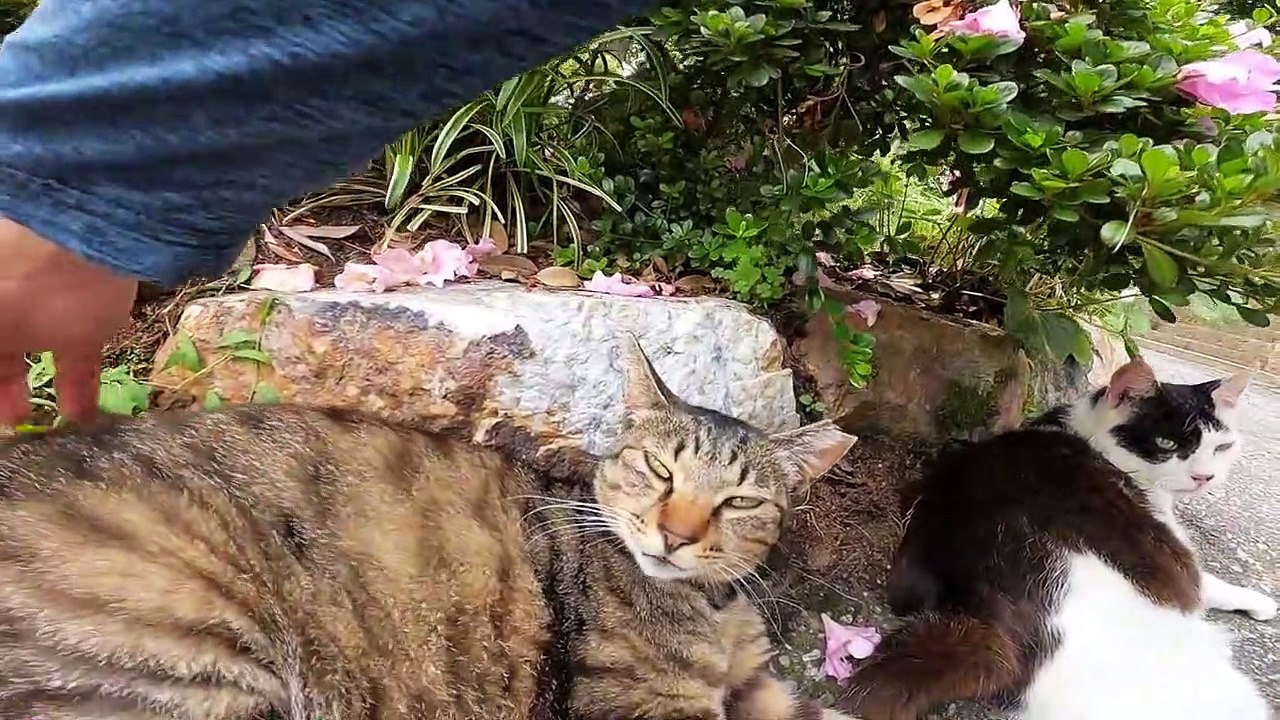 I took photos of stray cats living in Japan.58