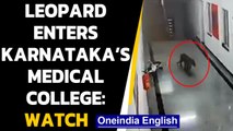 Leopard enters and walks around in Karnataka's medical college: Watch the video|Oneindia News