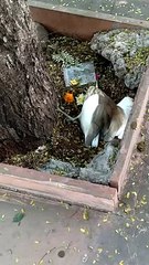 नरसिंह घाट स्थित क्षिप्रा नदी किनारे मृत मिले बगुला और कौवे, मचा हड़कंप, पशु चिकित्सक कर रहे जांच