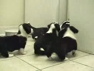 Chat se fait méler par les chiens